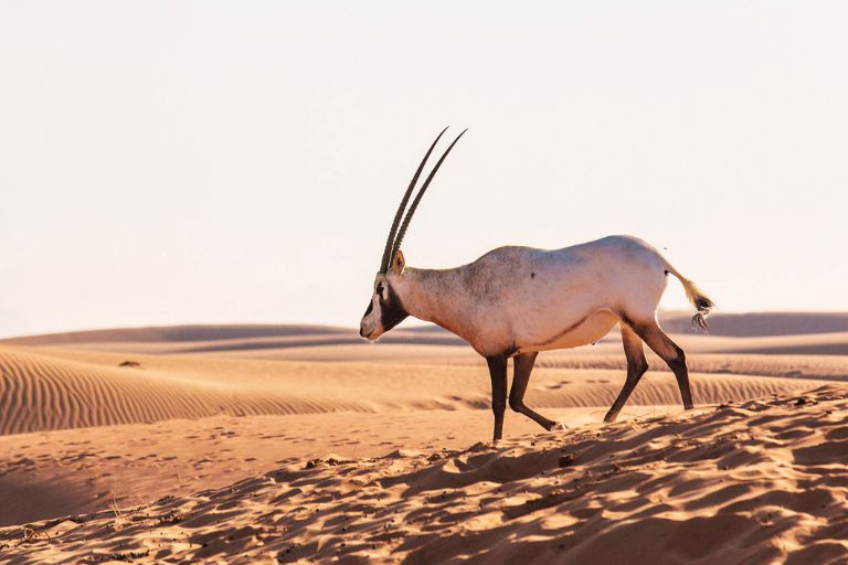 Animales únicos de Arabia Saudita, viajes a medida con Siente Arabia. Foto Saudi Tourismo Authority