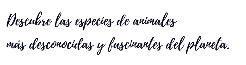 Animales únicos de Arabia Saudita, viajes a medida con Siente Arabia