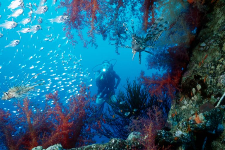 Buceo en el mar Rojo, Submarinismo en Aqaba, Jordania. Viajes de aventura en Jordania