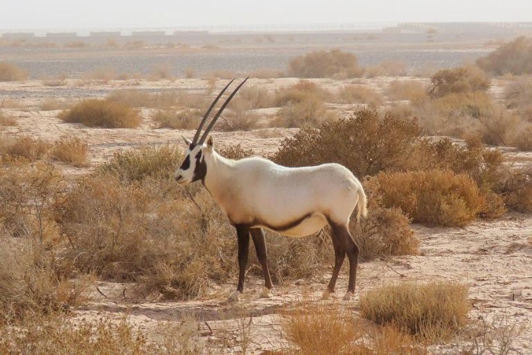 Fauna jordana, viajes en familia a Jordania
