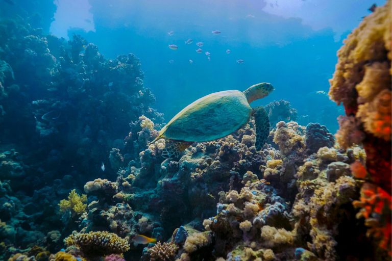 Snorkel Mar Rojo en Jordania, viajes en familia