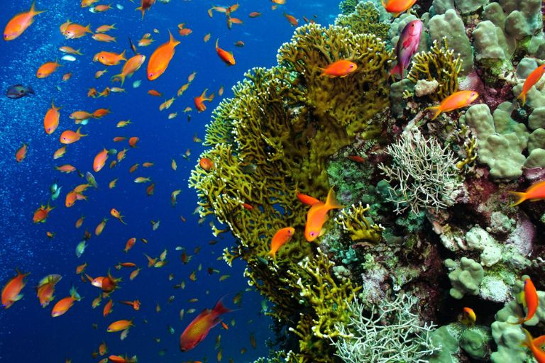 Submarinismo y snorkel en Omán. Viajes de aventura con Siente Arabia