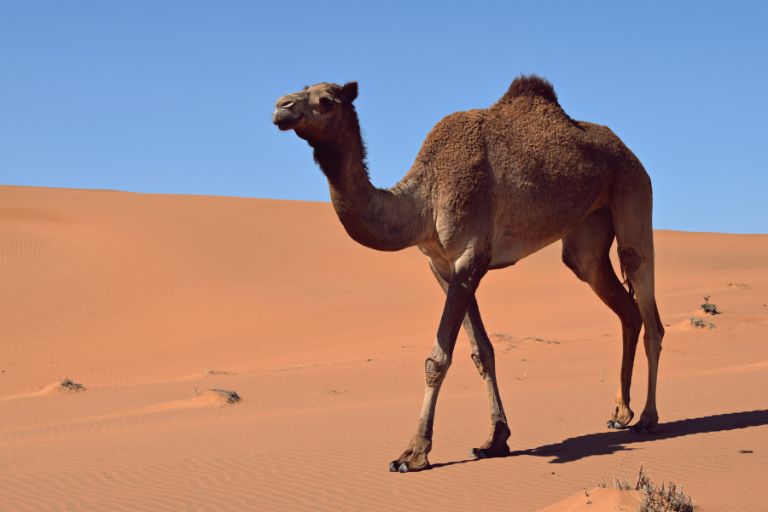 Viajes a medida exclusivos a Arabia Saudita, Omán y Jordania con Siente Arabia