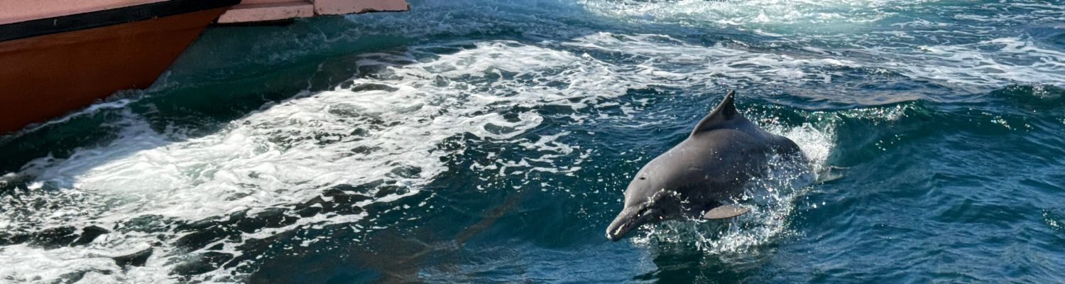Delfines, fiordos Omán con Siente Arabia