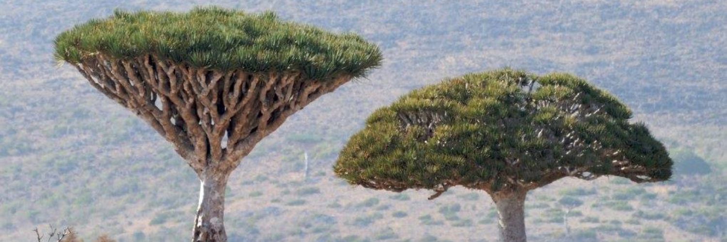 Viaje a Socotra, grupo exclusivo Siente Arabia (4)