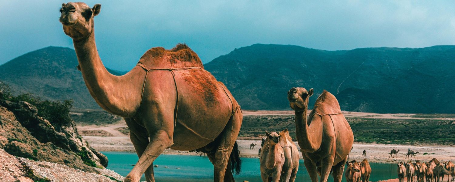 Viaje a Salalah, Khareef en Omán (18)