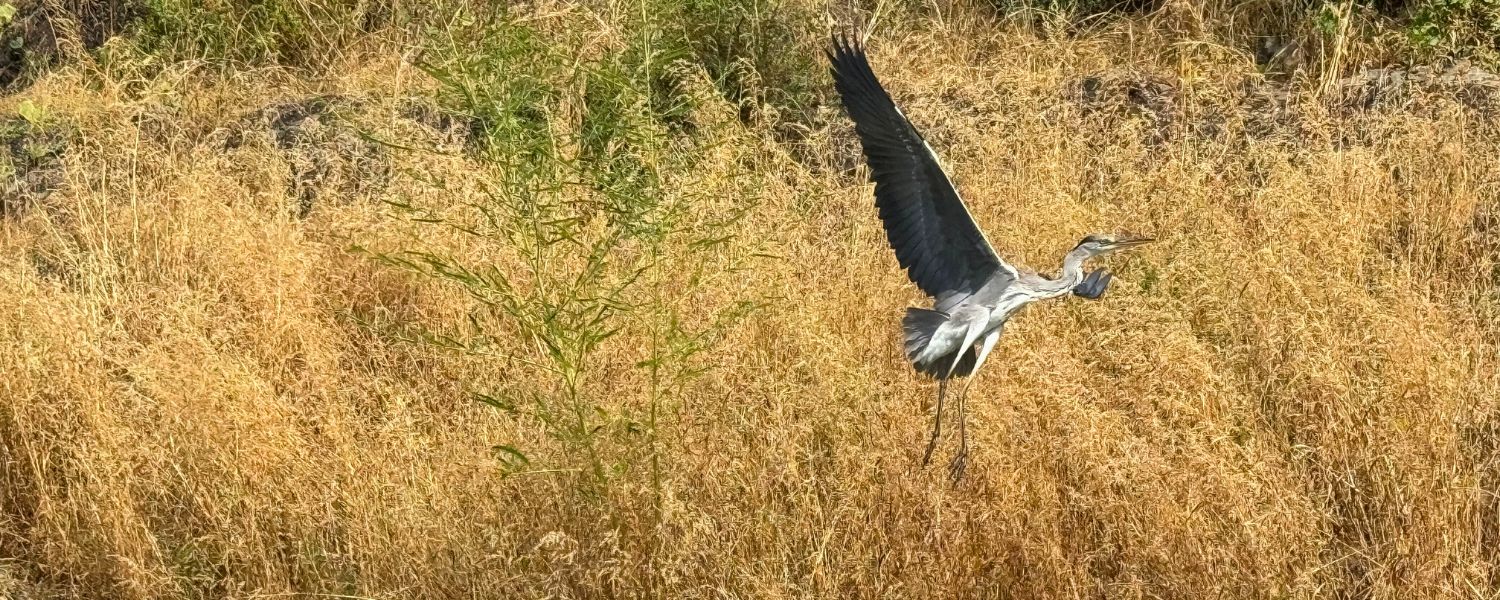 Viaje a Salalah, Khareef en Omán (4)
