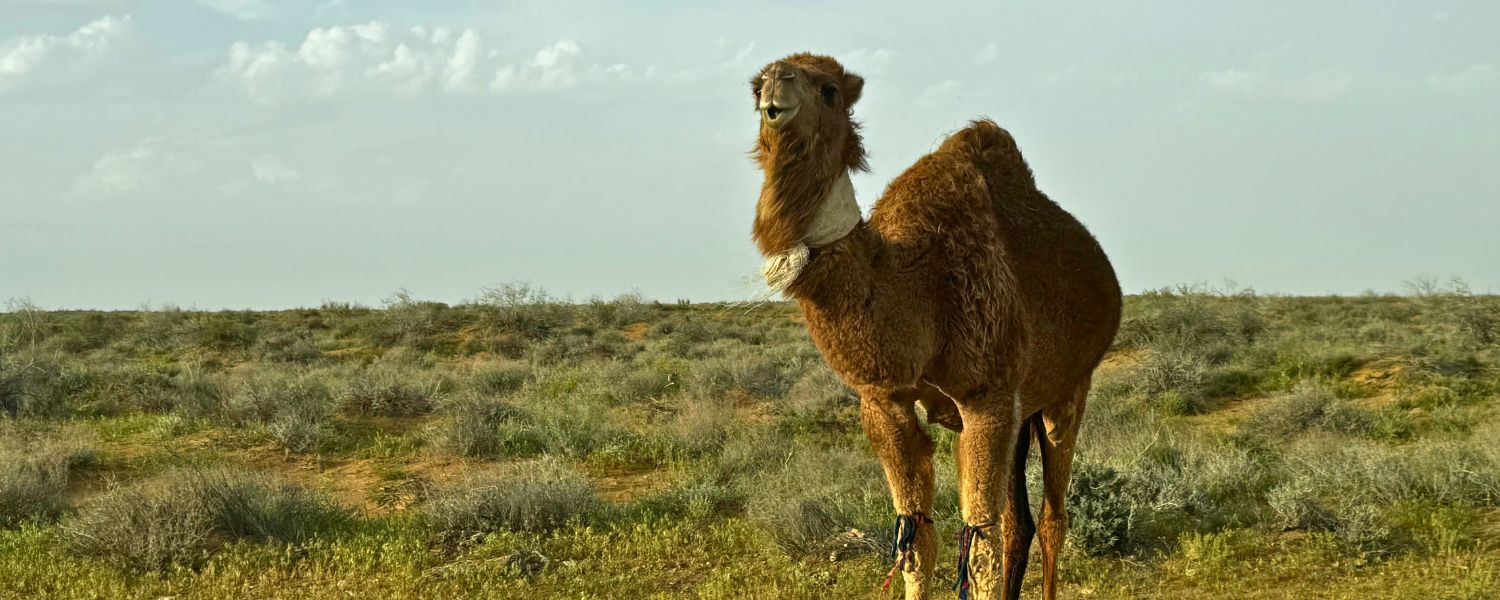 Viaje a Turkmenistan con Siente Arabia (3)