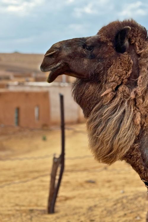 Viaje a Turkmenistán con Siente Arabia (4)