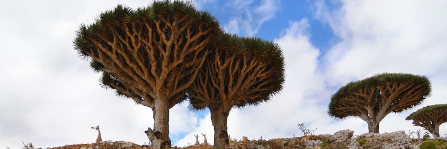 Viaje a Socotra en grupo exclusivo (1)