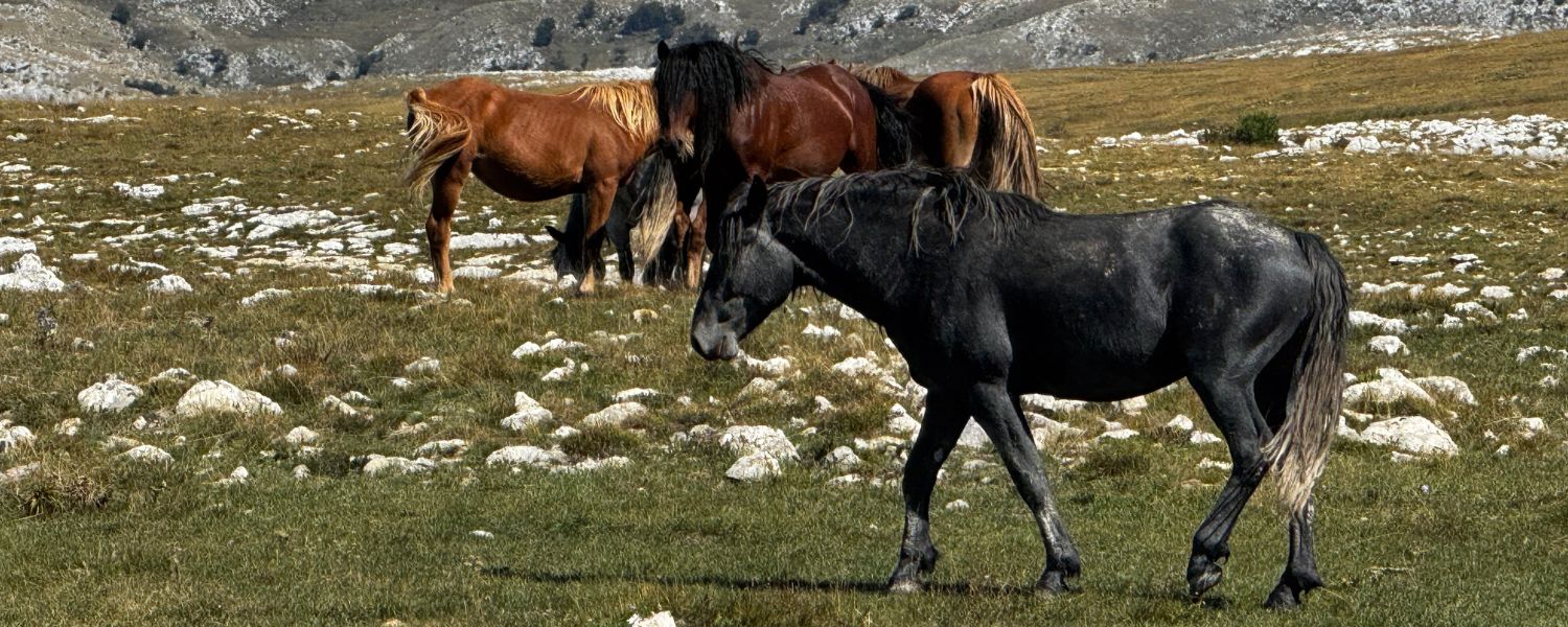 Viaje a Bosnia Herzegovina (1)