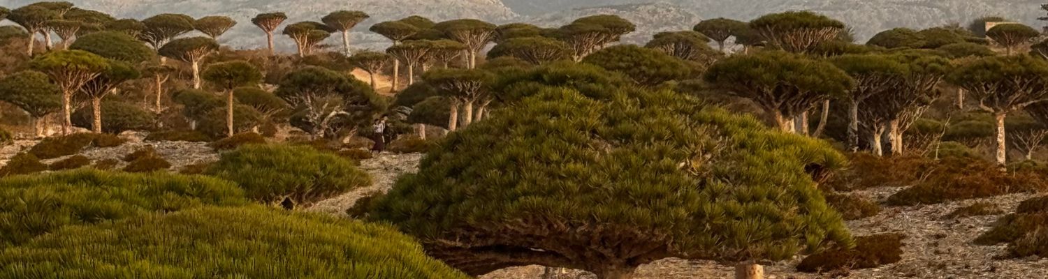 Siente Arabia - Viajes a Socotra